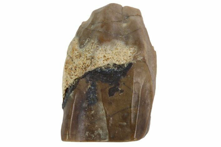 Triceratops Shed Tooth - Montana #98343
